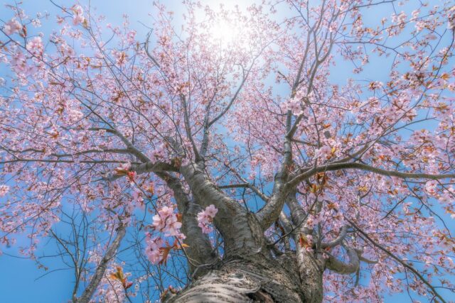 久しぶりの写活！
今年はどうしても桜の写真が撮りたくて南か北か迷いに迷って…北を選択🌸
道北の桜は今がピーク！
やはり桜は晴れた青空と太陽がとても合いますね^ ^

撮影日：2022年5月5日

#impressive_gallery
#best_moments_landscape
#jp_gallery
#icu_japan
#art_of_japan_
#IGersJP
#IG_JAPAN
#team_jp_ 
#photo_travelers
#Lovers_Nippon
#IG_PHOS
#wu_japan
#wp_japan
#daily_photo_jpn
#japan_of_insta
#japan_daytime_view
#bestjapanpics
#photo_jpn
#pics_jp
#kf_gallery
#bestphoto_japan
#YourShotPhotographer
#landscape_nightscape
#Loves_Nippon
#ptk_japan
#ig_world_colors
#ひみつの絶景北海道