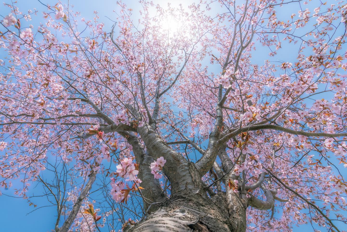 久しぶりの写活！
今年はどうしても桜の写真が撮りたくて南か北か迷いに迷って…北を選択🌸
道北の桜は今がピーク！
やはり桜は晴れた青空と太陽がとても合いますね^ ^

撮影日：2022年5月5日

#impressive_gallery
#best_moments_landscape
#jp_gallery
#icu_japan
#art_of_japan_
#IGersJP
#IG_JAPAN
#team_jp_ 
#photo_travelers
#Lovers_Nippon
#IG_PHOS
#wu_japan
#wp_japan
#daily_photo_jpn
#japan_of_insta
#japan_daytime_view
#bestjapanpics
#photo_jpn
#pics_jp
#kf_gallery
#bestphoto_japan
#YourShotPhotographer
#landscape_nightscape
#Loves_Nippon
#ptk_japan
#ig_world_colors
#ひみつの絶景北海道