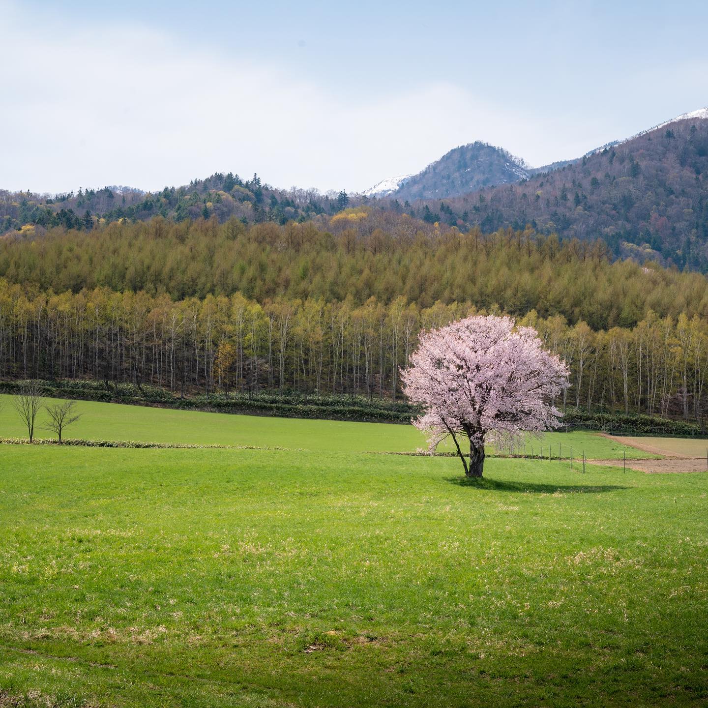 富良野の一本桜、満開でした！
この桜は相変わらず絵になりますね🌸

撮影日：2022年5月5日

#impressive_gallery
#best_moments_landscape
#jp_gallery
#icu_japan
#art_of_japan_
#IGersJP
#IG_JAPAN
#team_jp_ 
#photo_travelers
#Lovers_Nippon
#IG_PHOS
#wu_japan
#wp_japan
#daily_photo_jpn
#japan_of_insta
#japan_daytime_view
#bestjapanpics
#photo_jpn
#pics_jp
#kf_gallery
#bestphoto_japan
#YourShotPhotographer
#landscape_nightscape
#Loves_Nippon
#ptk_japan
#ig_world_colors
#ひみつの絶景北海道