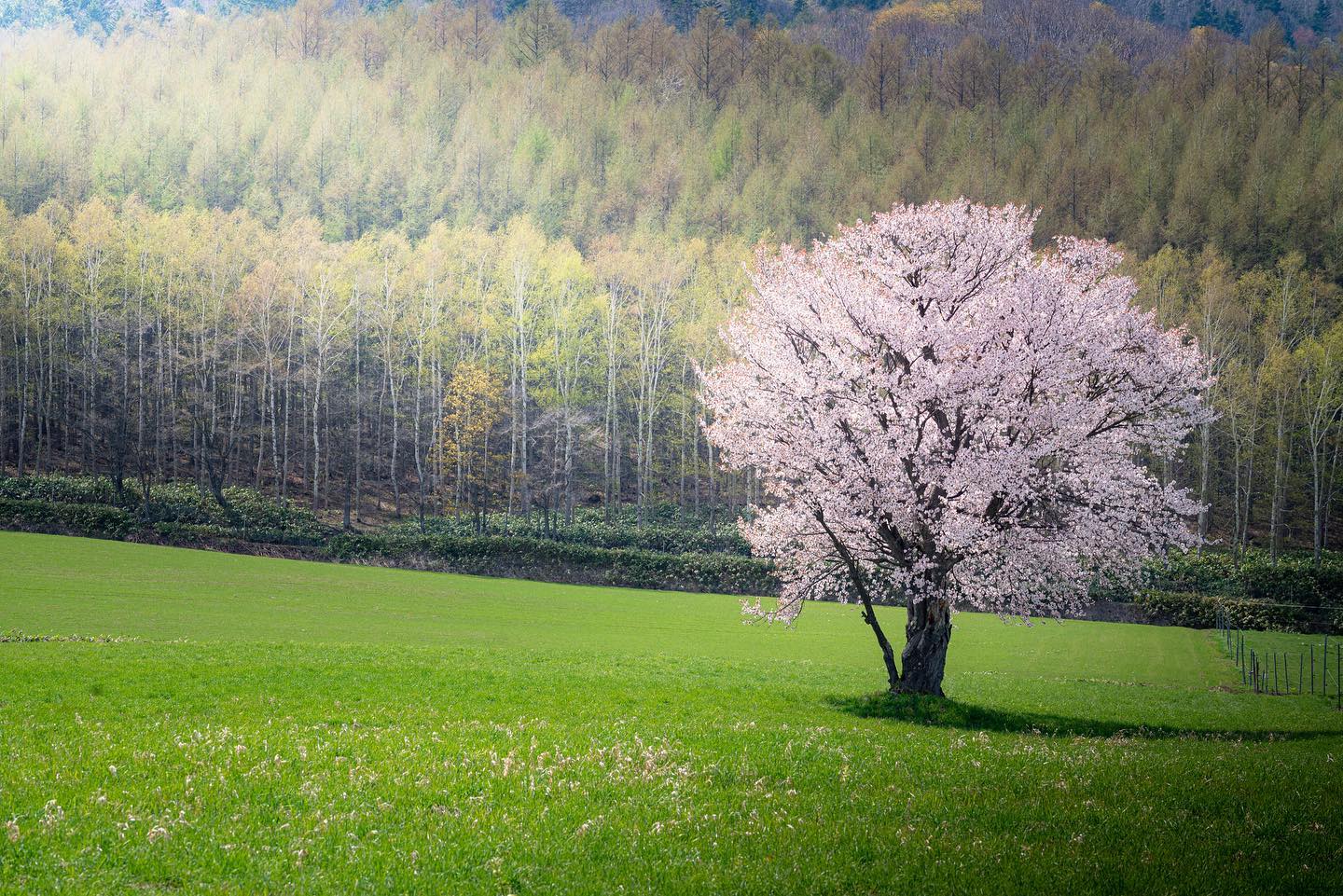 一本桜に太陽という照明が光を照らしてました☀️🌸

#impressive_gallery
#best_moments_landscape
#jp_gallery
#icu_japan
#art_of_japan_
#IGersJP
#IG_JAPAN
#team_jp_ 
#photo_travelers
#Lovers_Nippon
#IG_PHOS
#wu_japan
#wp_japan
#daily_photo_jpn
#japan_of_insta
#japan_daytime_view
#bestjapanpics
#photo_jpn
#pics_jp
#kf_gallery
#bestphoto_japan
#YourShotPhotographer
#landscape_nightscape
#Loves_Nippon
#ptk_japan
#ig_world_colors
#ひみつの絶景北海道