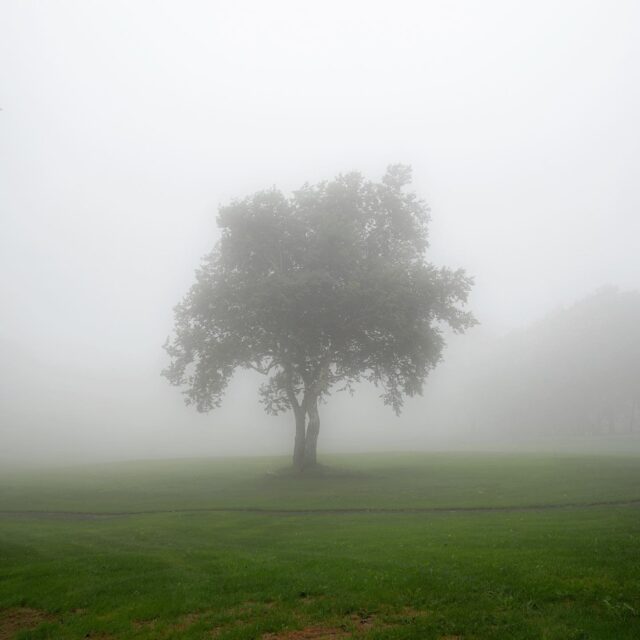 久々の写活に出たら天候最悪💦
そんな中で霧に身を包む一本木を発見！
哀愁写真家にとってはむしろ好都合でしたー笑

撮影日：2022年7月16日
location：洞爺湖町

#impressive_gallery
#best_moments_landscape
#jp_gallery
#icu_japan
#art_of_japan_
#IGersJP
#IG_JAPAN
#team_jp_ 
#photo_travelers
#Lovers_Nippon
#IG_PHOS
#wu_japan
#wp_japan
#daily_photo_jpn
#japan_of_insta
#japan_daytime_view
#bestjapanpics
#photo_jpn
#pics_jp
#kf_gallery
#bestphoto_japan
#YourShotPhotographer
#landscape_nightscape
#Loves_Nippon
#ptk_japan
#ig_world_colors
#ひみつの絶景北海道